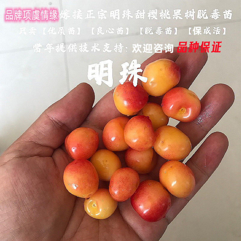 嫁接特大黄蜜水晶大樱桃苗明珠樱桃树苗蜜甜盆栽庭院地栽果树果苗