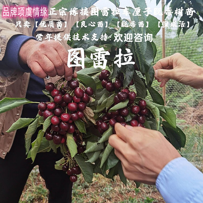短低温大樱桃苗南方早熟图雷拉车厘子樱桃树苗云南四川种植果树苗