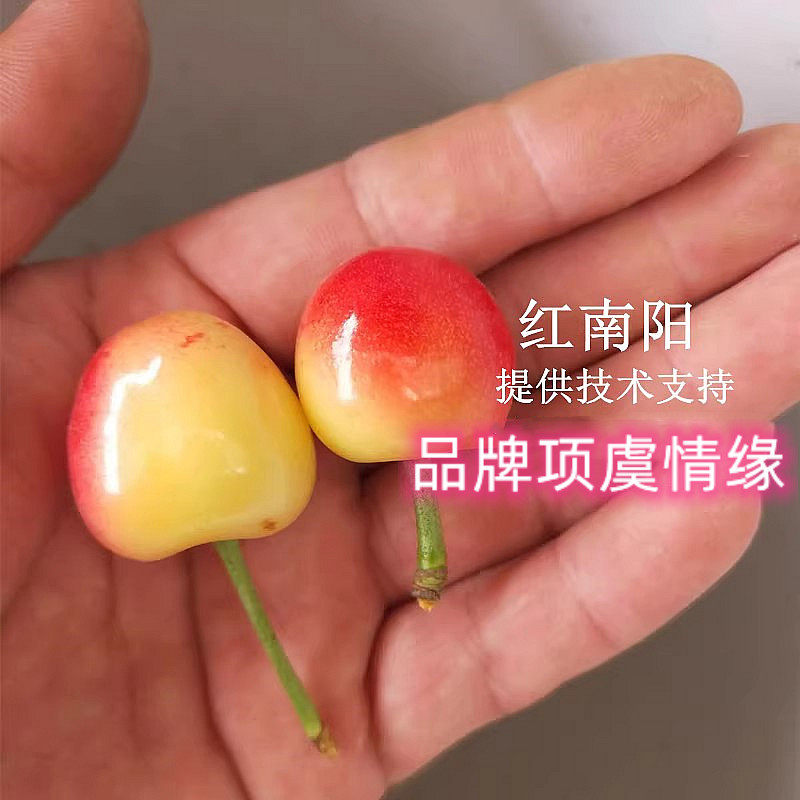嫁接红南阳大樱桃苗黄蜜甜水晶樱桃树苗盆栽庭院地栽南方北方种植