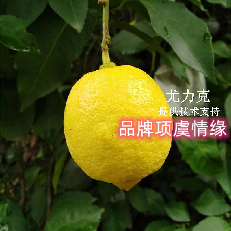 无籽柠檬苗美国尤力克柠檬树苗