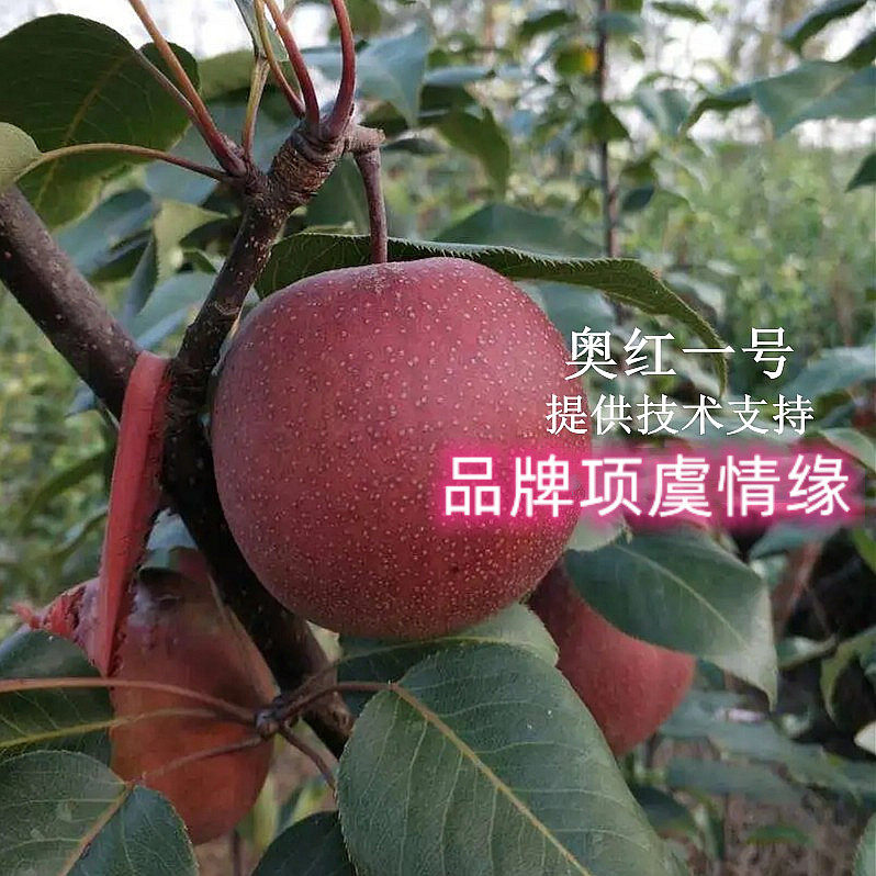 红梨树果苗嫁接奥红一号红梨苗大脆甜全红梨树苗盆栽庭院地栽苗