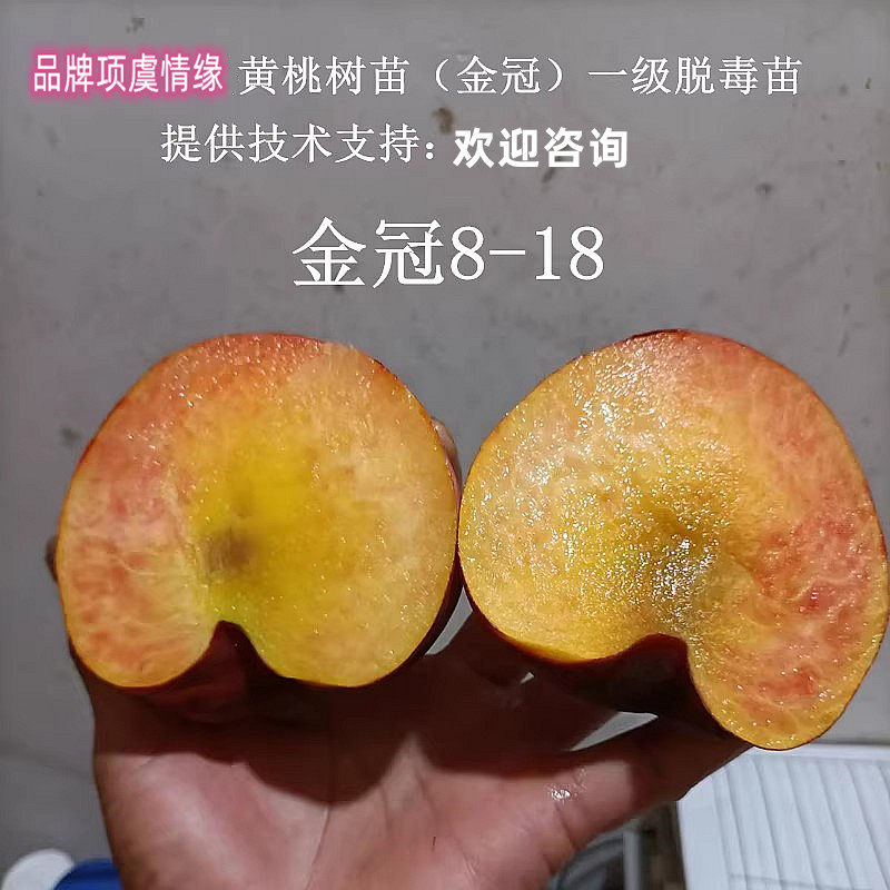 嫁接特大果脆甜早熟黄桃树苗6月成熟金冠8-18黄桃苗南方北方种植