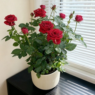 红丝绒月季盆栽带花苞花卉绿植物室内外阳台盆栽蔷薇月季多季开花