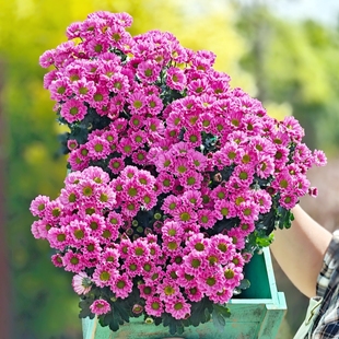 网红水蜜桃雏菊盆栽小菊多年生阳台庭院好养易活植物带苞菊花球形