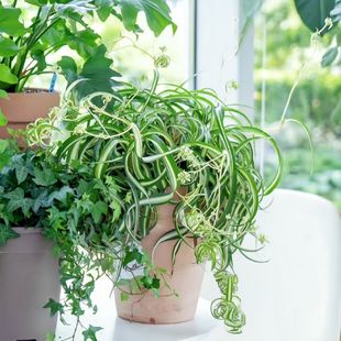 卷发盆栽垂吊法国女郎卷叶吊兰客厅室内四季盆栽花藤新手好养绿植