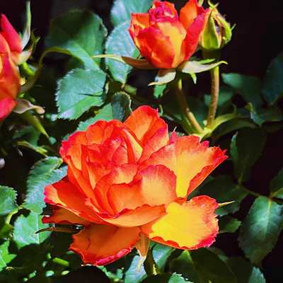 橘黄色庭院火焰月季花苗