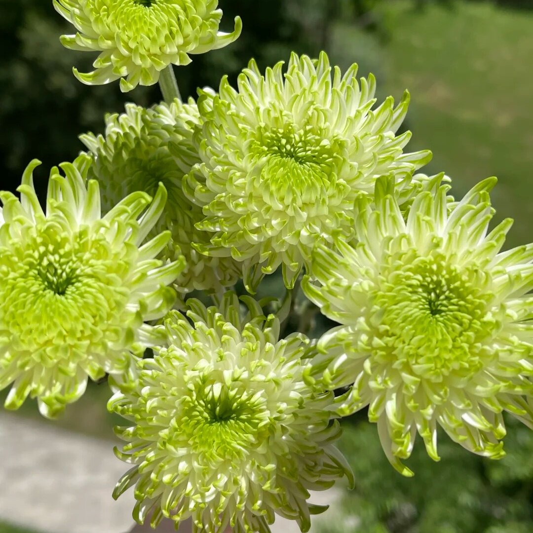 南农绿焰荷兰菊小雏菊140#盆云南基地直发好养盆栽适合庭院阳台