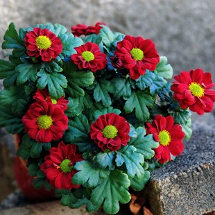 红丝绒雏菊盆栽带花苞好养花卉室内阳台庭院耐热寒好养活易