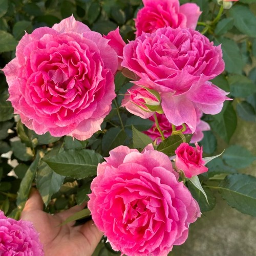 【带花苞发货】天方夜谭月季花苗大盆栽阳台好养花卉月季花四季