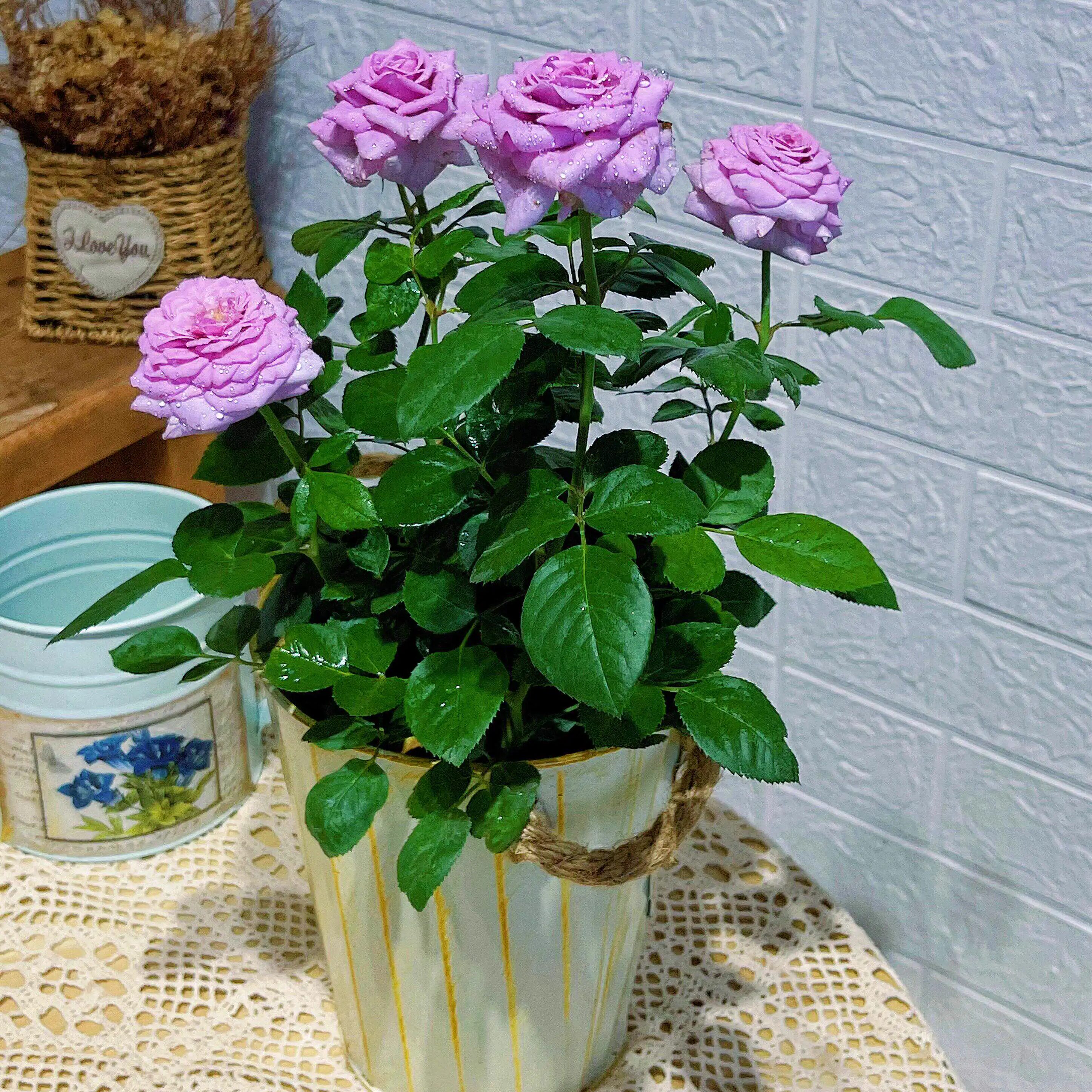 阳台庭院花卉盆栽水王星月季花苗