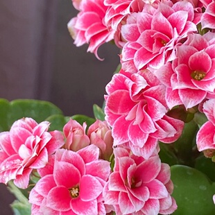 正版圣诞之夜长寿花盆栽大花重瓣好养盆栽带花苞花卉基地直发