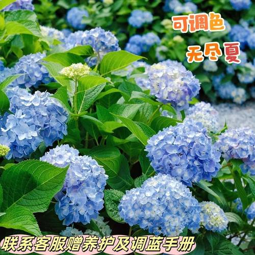 带花蕾发货无尽夏四季绣球花盆栽庭院好养的花卉植物绣球花苗大苗