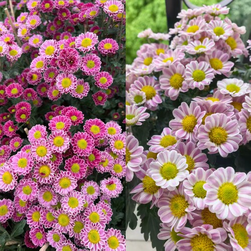 吉祥鲁一尼雏菊盆栽小菊斑纹小菊多年生阳台庭院好养易活植物带花