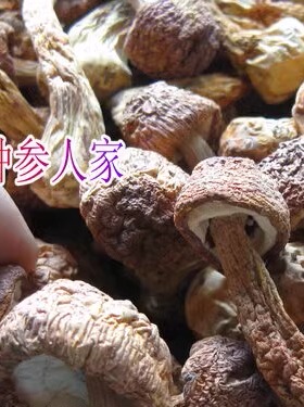 种参人家 松口蘑 大花菌 松菌 剥皮菌 一斤包邮 68元半斤