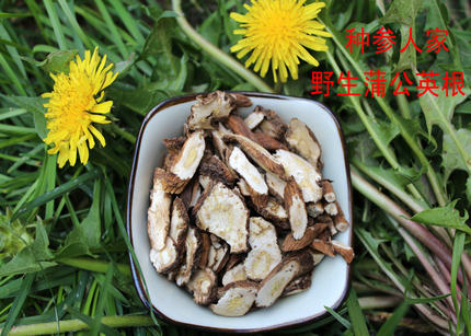 长白山野生蒲公英根 自己家挖的
