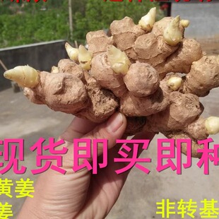 2026现货小黄姜姜种姜苗姜芽姜种一件一斤2斤包邮即买即种带芽发