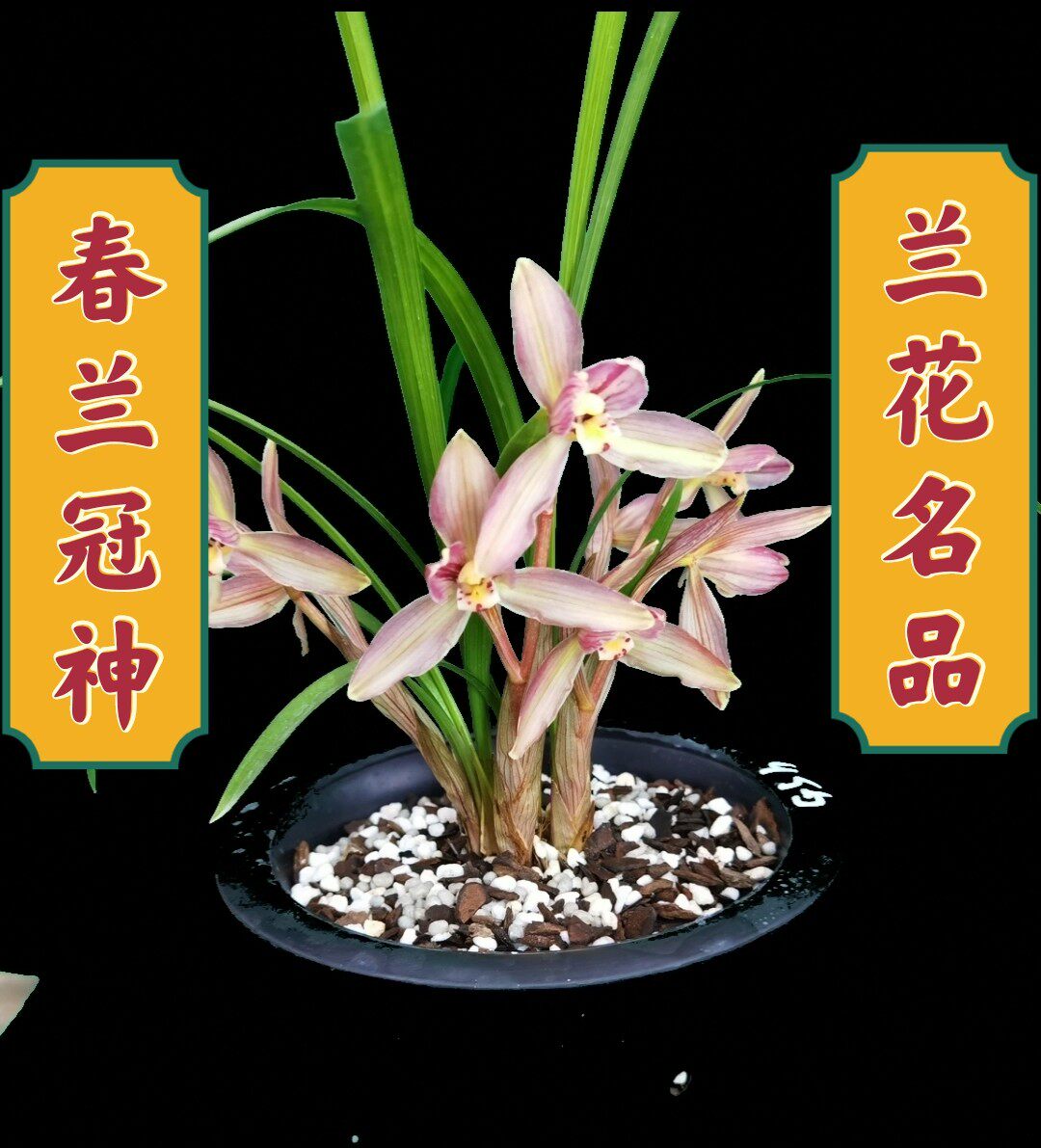 春兰冠神  兰草苗 四川 花卉盆栽兰花