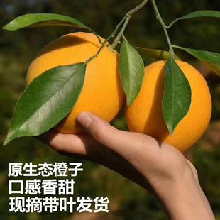 新鲜现摘湖北秭归脐橙雷家脐橙九月红橙当季新鲜带叶水果