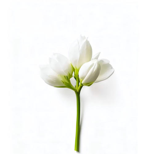 ［瘦人和香］庭前茉莉 天然茉莉花香手工制作线香