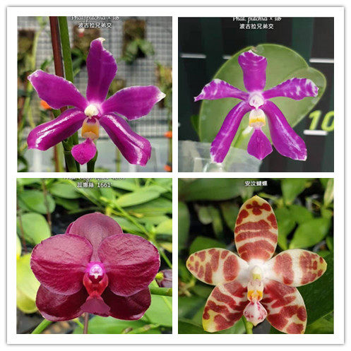 蝴蝶兰原种多少钱 蝴蝶兰原种价格 小麦优选