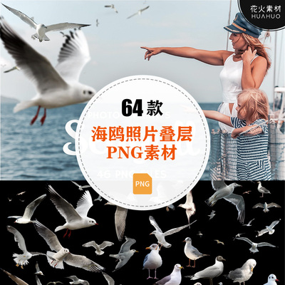 Seagull海鸥照片叠层摄影后期处理透明PNG设计素材
