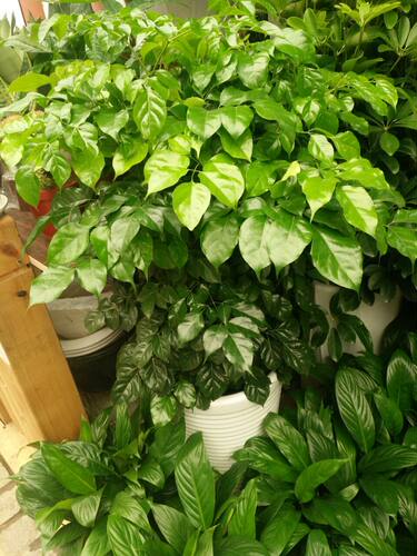绿宝树 进化空气吸甲醛  美观植物盆栽 家庭客厅摆放花绿叶盆栽花