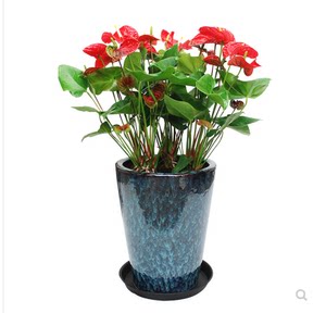 上海鲜花直送价格 上海鲜花直送图片 星期三