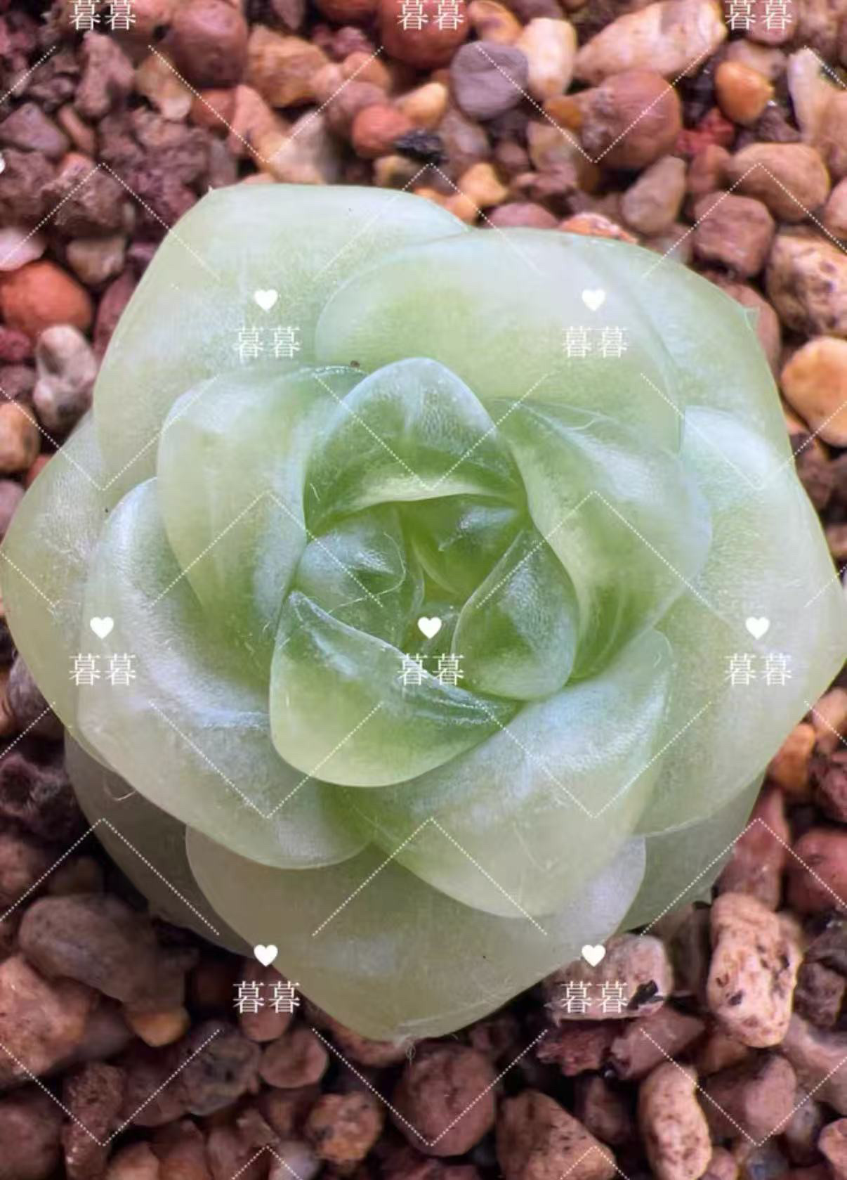 甜言财富密码，单头168多一头+20,鲜花速递/花卉仿真/绿植园艺,多肉植物,淘宝优惠券,粉丝福利购,淘宝优惠卷