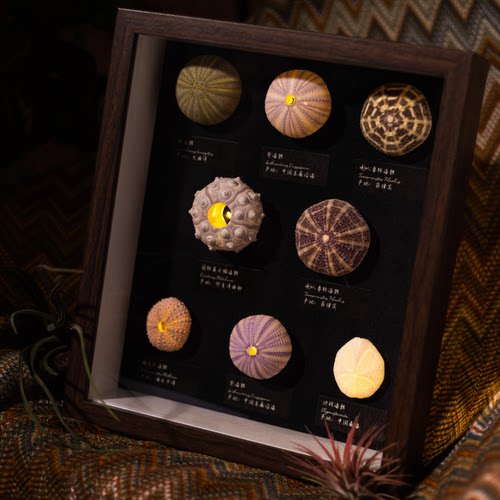 生野造物有胆亮氛围灯防尘罩夜灯海胆灯标本软装挂画摆件节日礼物