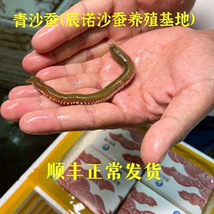 青虫青沙蚕活沙蚕禾虫海蜈蚣海蚯蚓海钓钓饵鲈鱼饵全国顺丰包邮