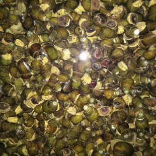 活体螺蛳新鲜田螺活体活的石螺包活泥螺螺蛳粉螺丝肉鲜活田螺蛳