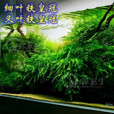 细叶铁皇冠叉叶铁水草新手阴性草