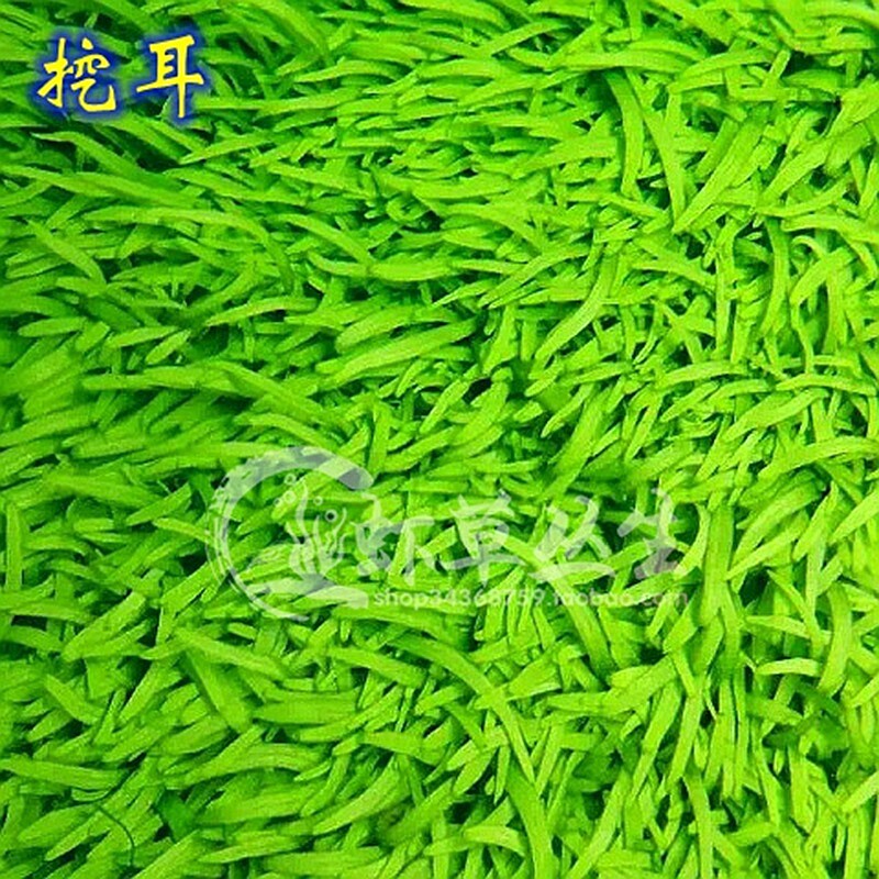 水草前景水下叶挖耳草坪和叶狸藻
