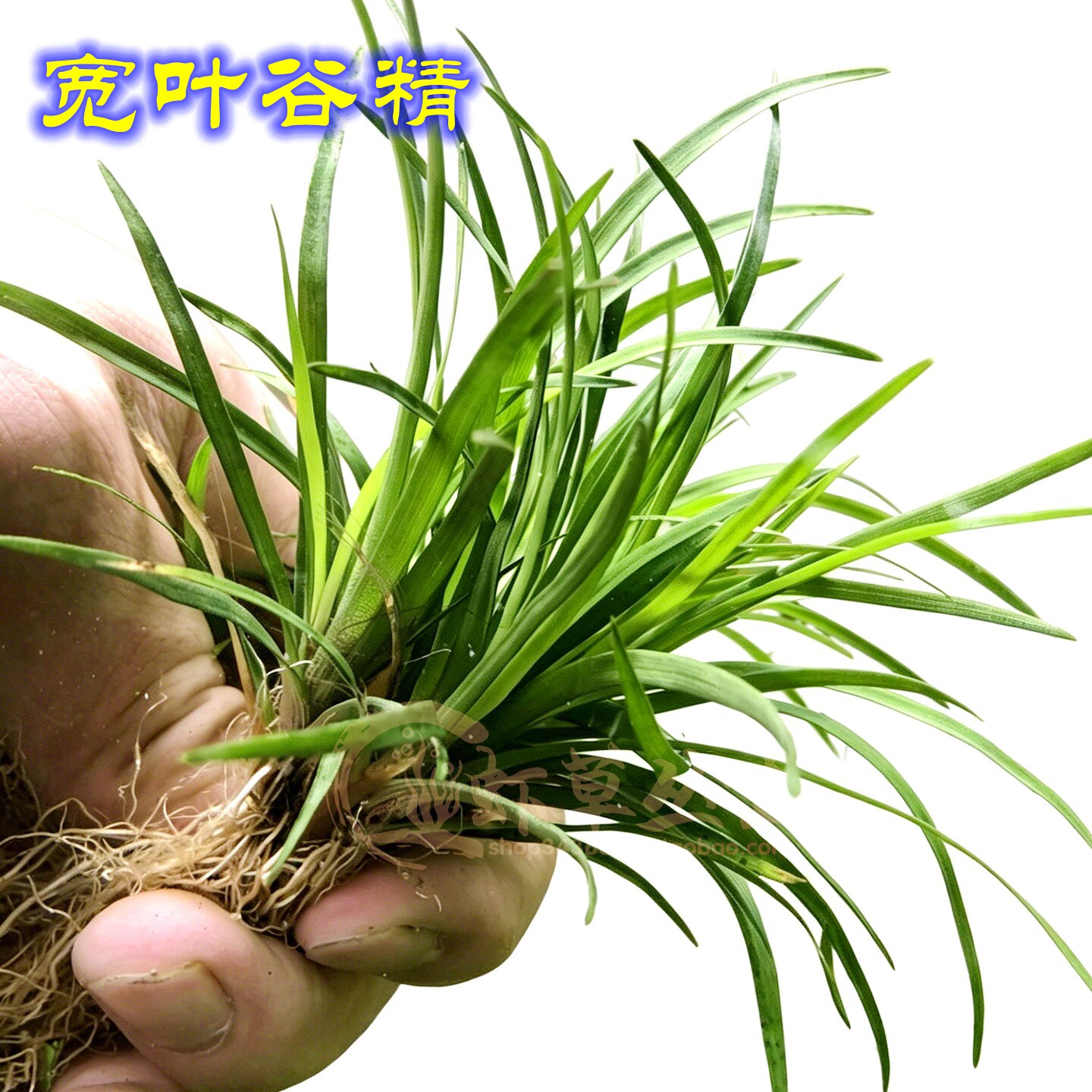 印度宽叶谷精古精草鱼缸造景荷兰景古法缸中景水草水下叶免修剪