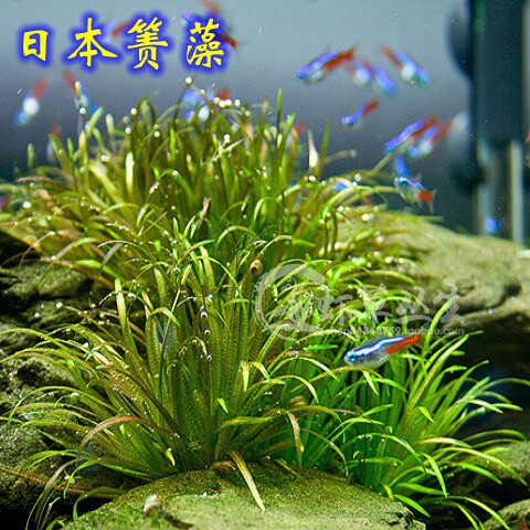 日本箦藻水草小泽藻鱼缸造景古法缸荷兰景ADA中景草水下叶免修剪