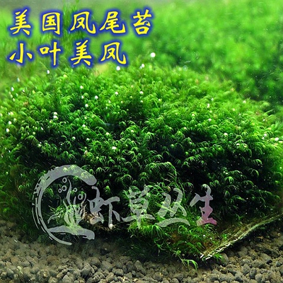 莫斯珊瑚美凤火焰松茸三角苔藓