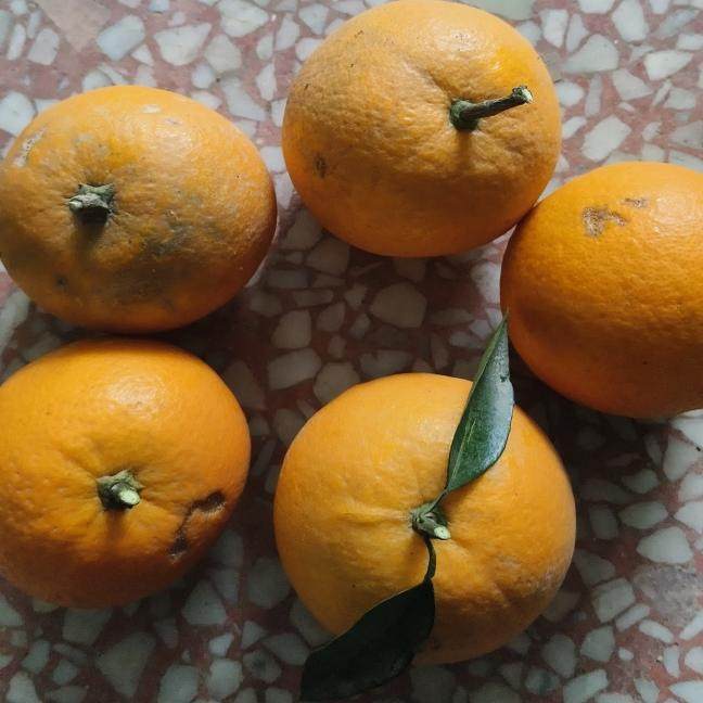 甜酸橙子农家农村自种露天新鲜无农药无化肥无除草剂现摘孕妇宝宝,水产肉类/新鲜蔬果/熟食,叶菜类,淘宝优惠券,粉丝福利购,淘宝优惠卷