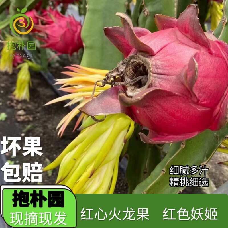 抱朴园红色妖姬红心火龙果福建漳州台湾品种应季时令新鲜水果产地