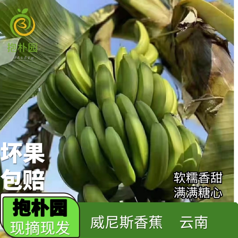 抱朴园云南威尼斯绿香蕉自然成熟软糯香甜应季时令新鲜水果原产地