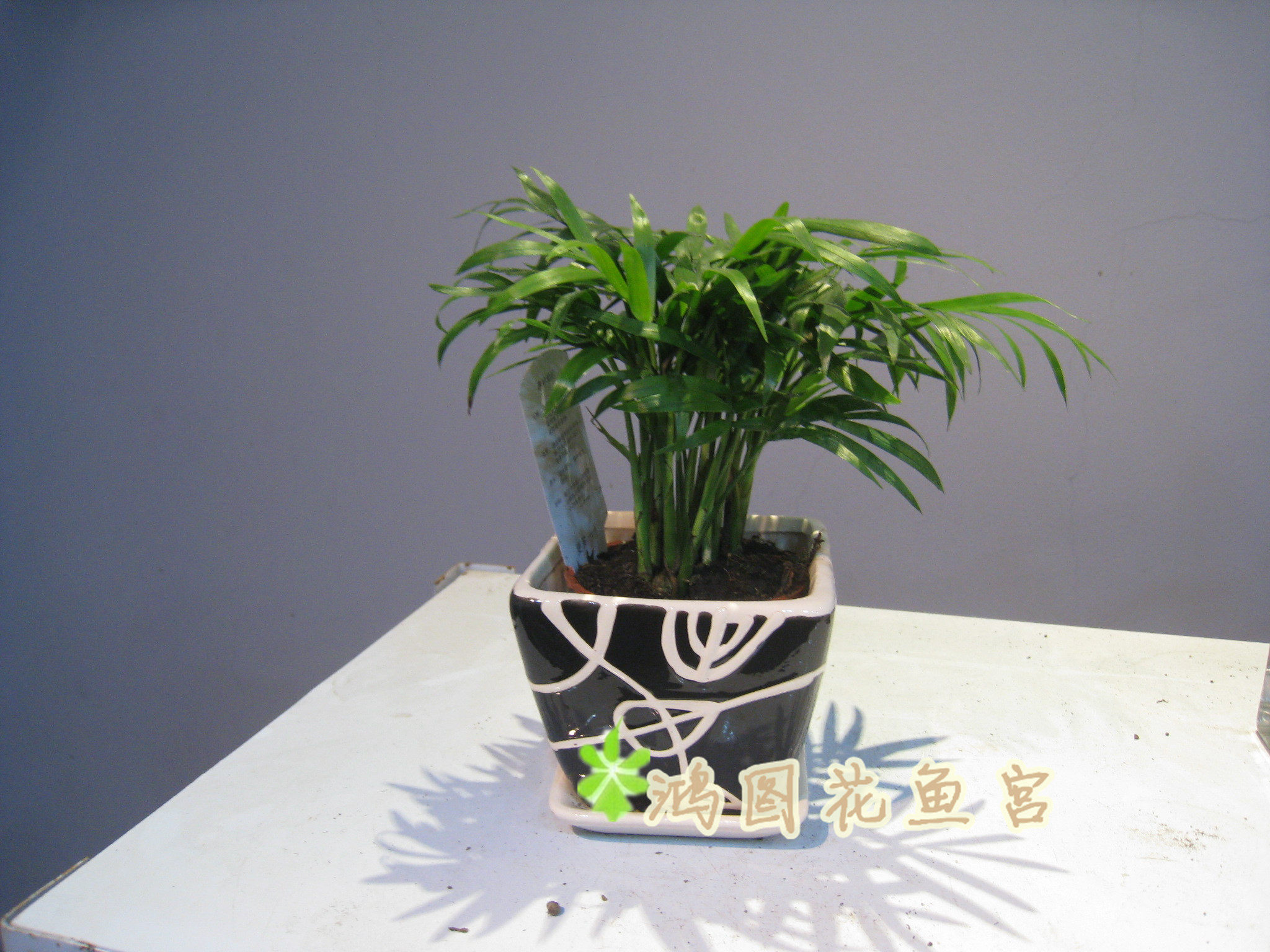 袖珍椰子 绿色植物 狮子座幸运物 桌面迷你小型绿植盆栽 好养花卉