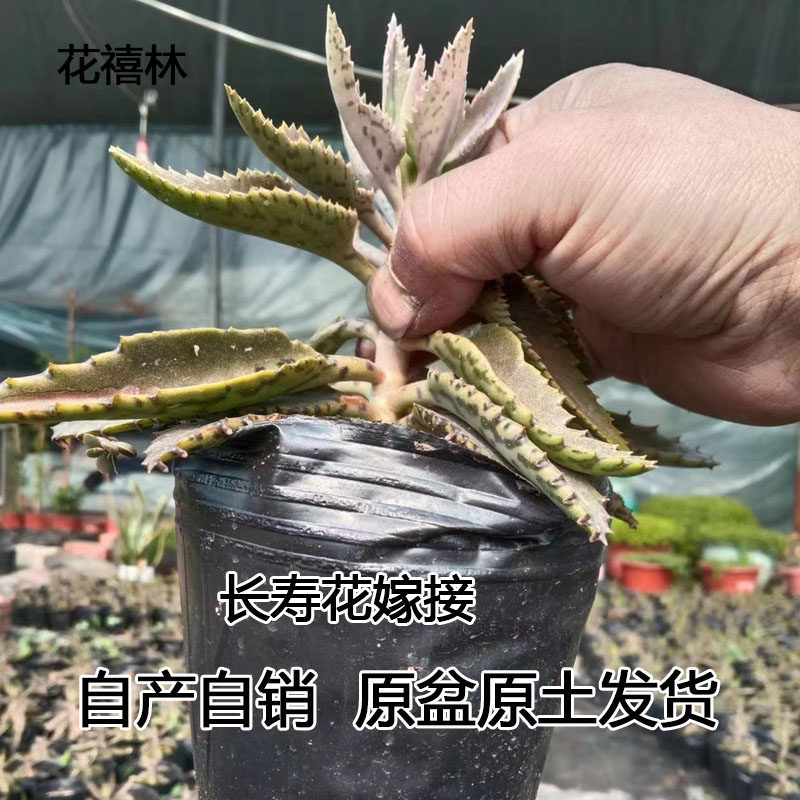 沈阳窄叶不死鸟羽叶落地生根多肉伽蓝菜老桩嫁接长寿花养不死包邮