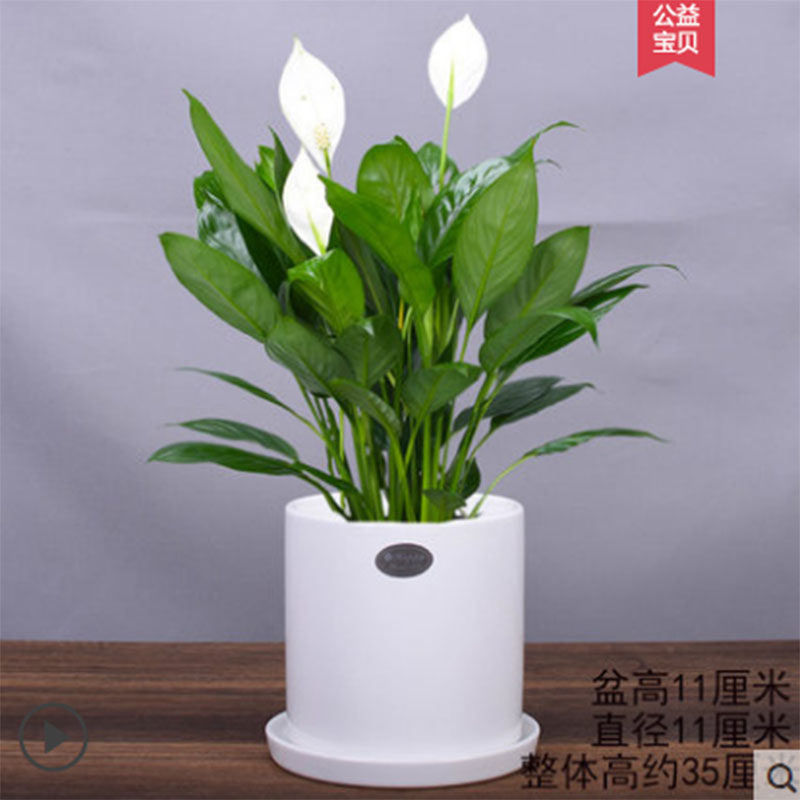 白掌一帆风顺盆栽植物室内客厅水养桌面净化空气玻璃花瓶水培花卉