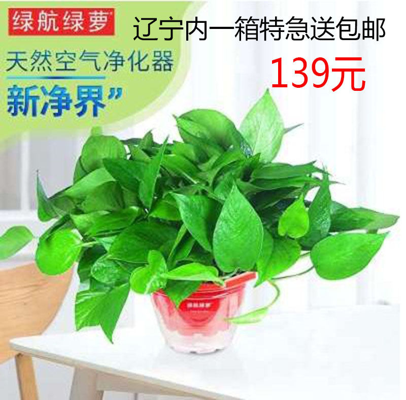 ÉòÑôÂ̺½ÂÌÂÜÕýÆ·Â̺½´ø·ÀαÊÚȨÊé Îü¼×È©¾»»¯¿ÕÆøÂÌÂÜÅèÔÔ