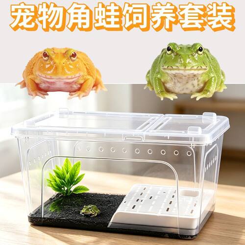 角蛙活体宠物黄金角蛙绿蛙角蛙泥角蛙粮饲养盒蛙饲料宠物青蛙活物