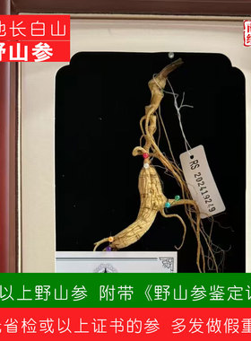 南阳经方 道地林下参 省检带证书 足15年以上 正品长白山野生山参