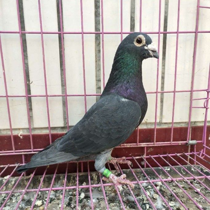 纯种老国血李鸟吴淞西翁种鸽信鸽远程鸽信鸽李种活体|ruв категории животное/Животное питание и принадлежностей, птиц и принадлежностей, птица - от Buy2taobao.com для оказания профессиональной услуги покупки агента Taobao