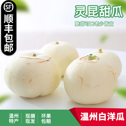 温州本地灵昆白洋瓜现摘现发
