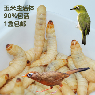 玉米虫活虫 钓饵画眉绣眼百灵鸟蜜袋鼯仓鼠守宫角蛙零食葡萄虫 包邮