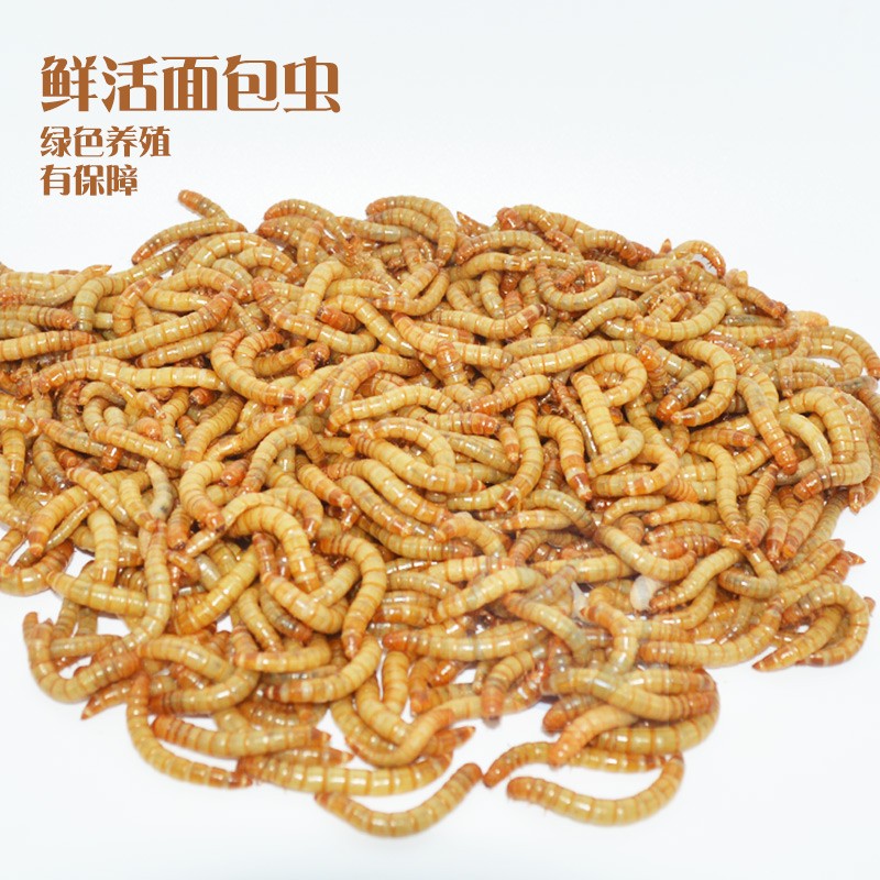 面包虫活虫包邮画眉鸟食大麦虫金龙鱼乌龟仓鼠蜥蜴活体饲料黄粉虫