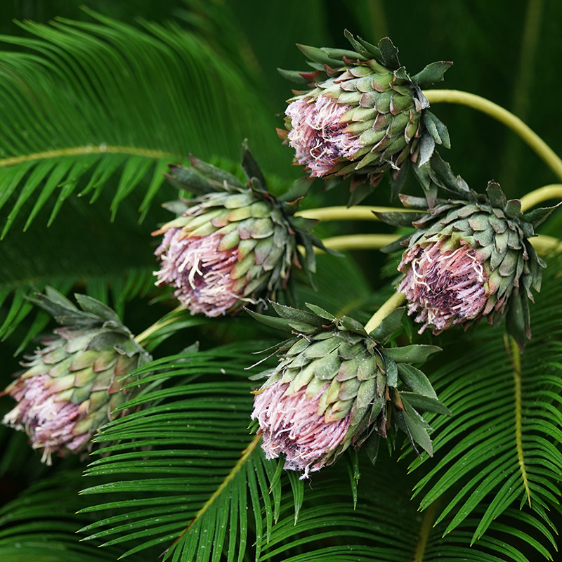 台湾青木香仿真花中式禅意客厅餐桌花艺摆设凤毛蓟电视柜假花摆件